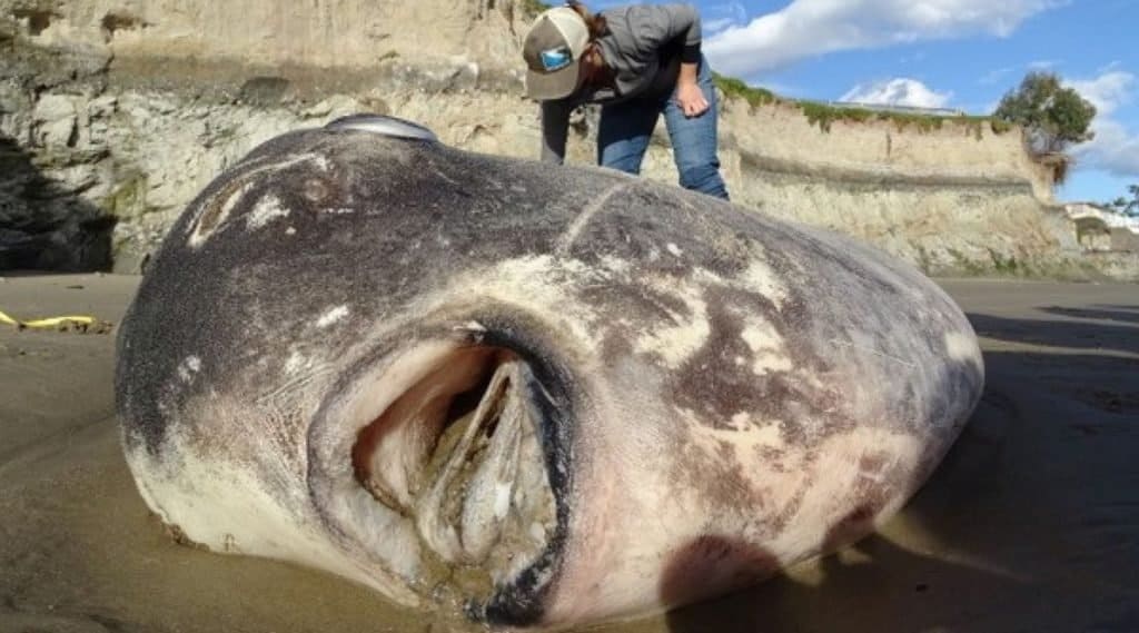 Cosa mangiano i pesci luna?  - Il pesce più grande del mondo: Hoodwinker Sunfish