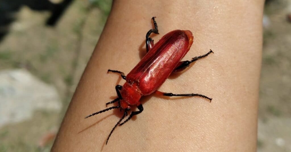 I coleotteri più colorati: il coleottero color fuoco