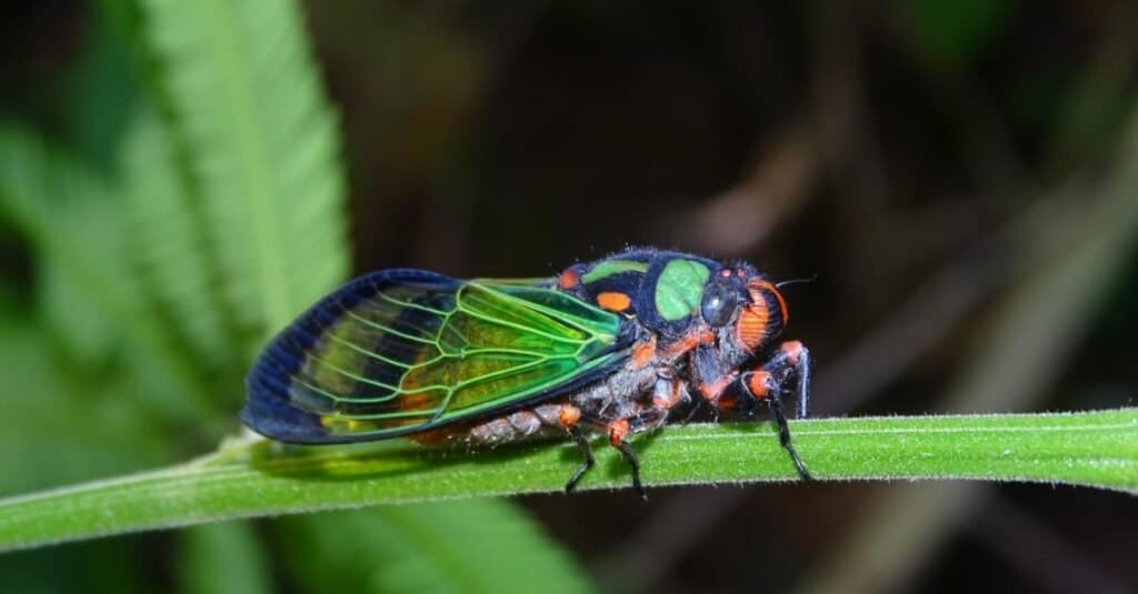 Animali Con Esoscheletri-cicala