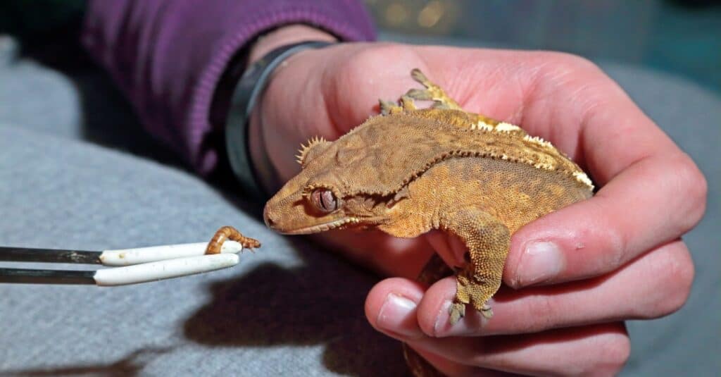 Cosa mangiano i gechi crestati - geco crestato che mangia il verme della farina