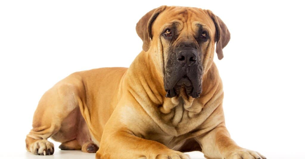 Mastini più grandi - Mastino sudafricano