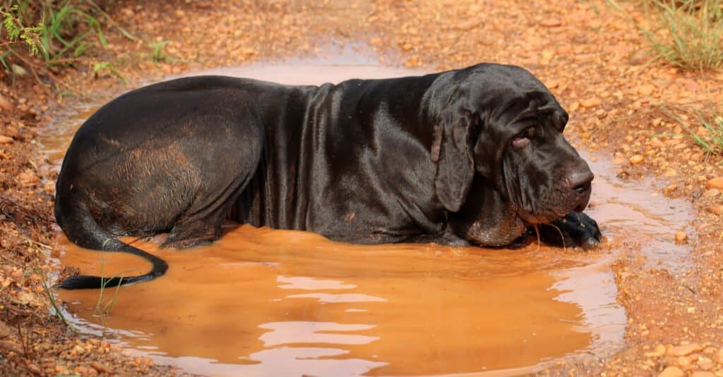 Il mastino più grande è il mastino brasiliano