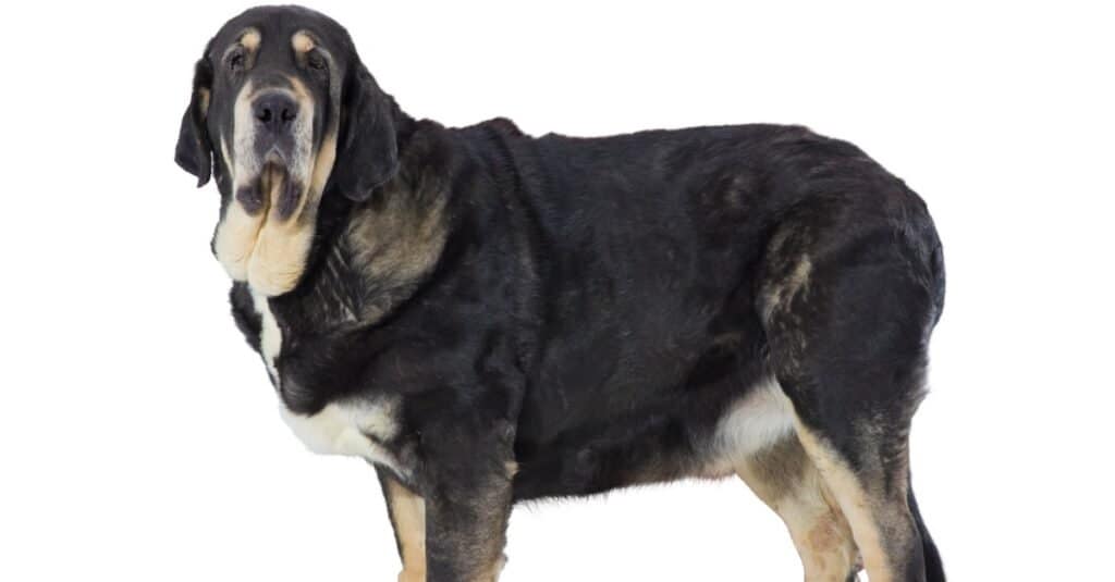 Mastino spagnolo isolato su uno sfondo bianco