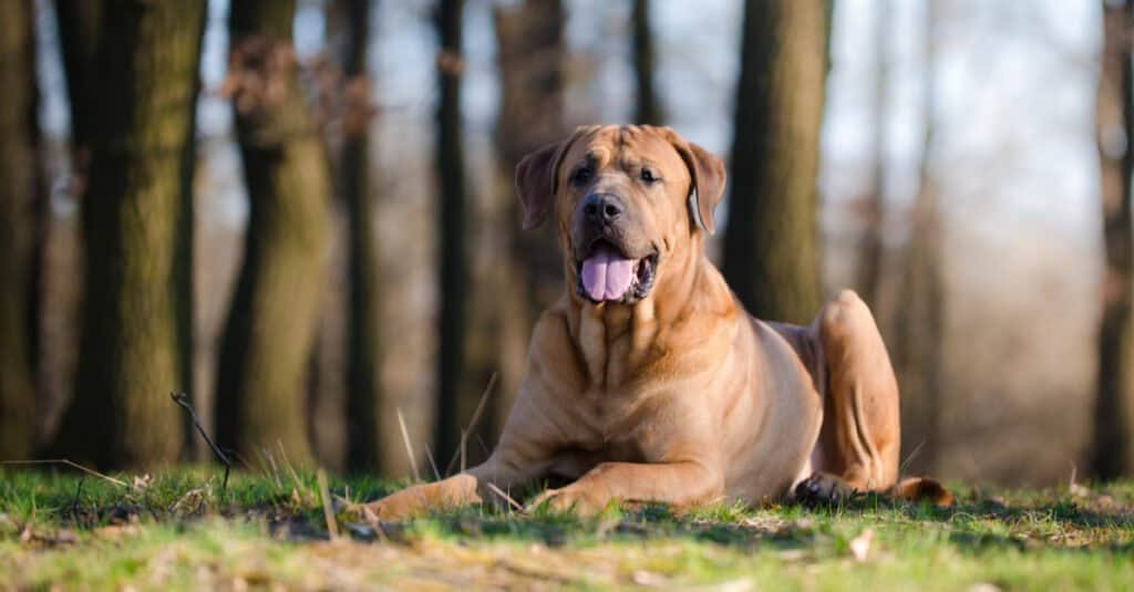 Il più grande mastino è il mastino giapponese