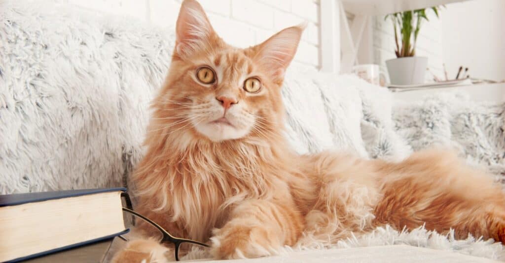 I gatti più pesanti e più grassi - Maine Coon