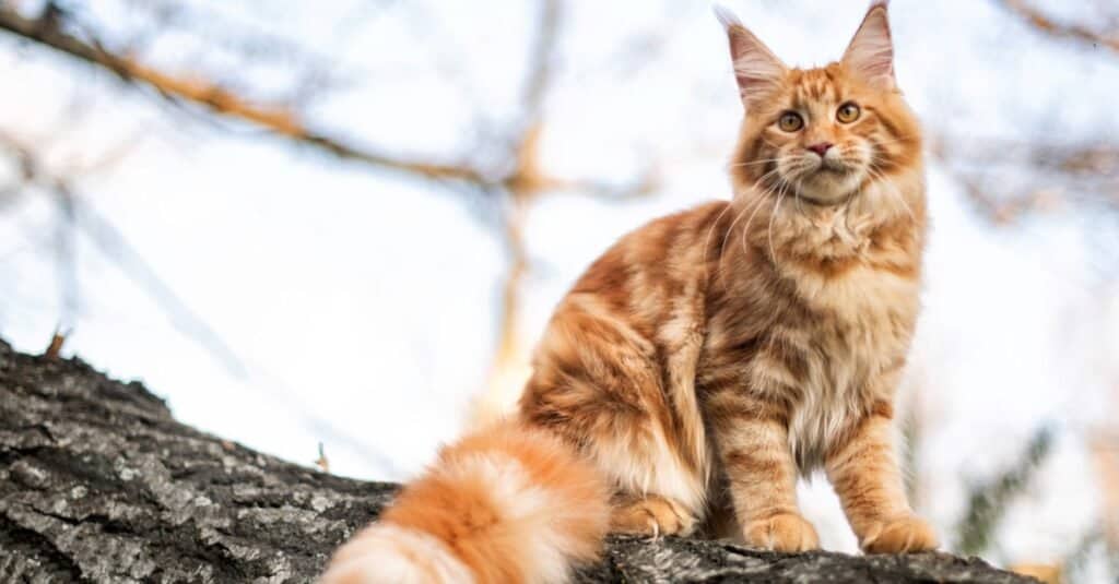 Gatti belli e più carini - Maine Coon