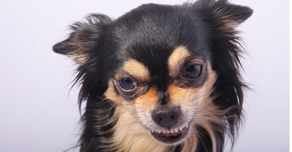 primo piano di un Chihuahua arrabbiato
