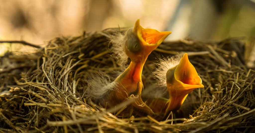 cuccioli di pettirosso affamati