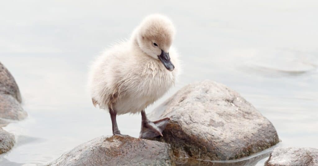 ritratto di cigno bambino