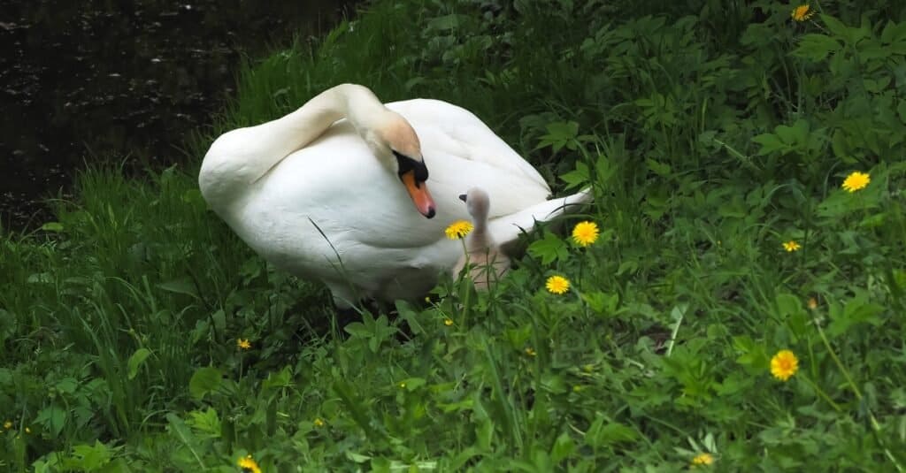 padre e piccolo cigno