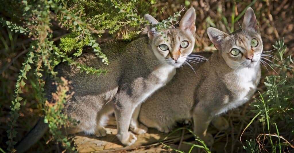 I gatti più arrabbiati più pazzi - Singapura