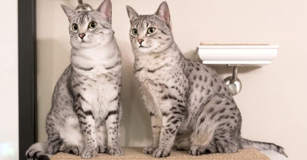 I gatti più arrabbiati e pazzi - Mau egiziano