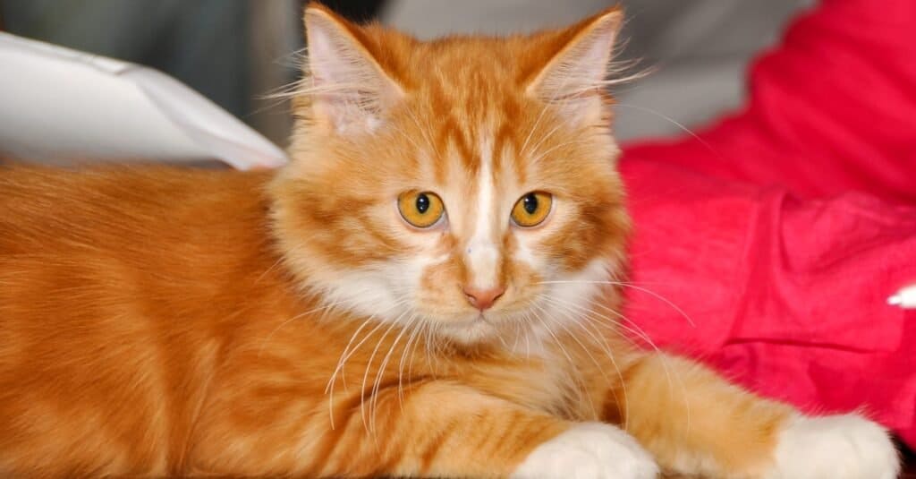 Maddest Angriest Cats - Gallese
