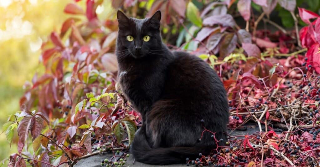 I gatti più arrabbiati e pazzi - Bombay