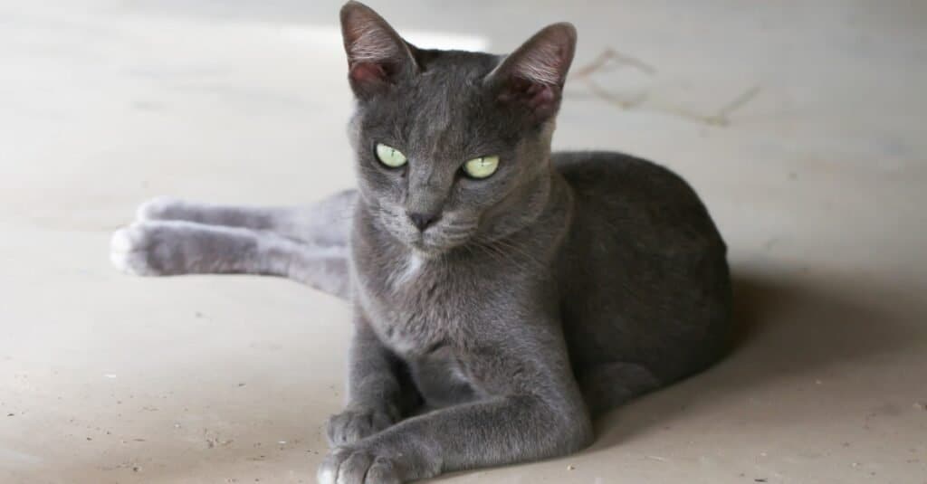 I gatti più arrabbiati e pazzi - Korat