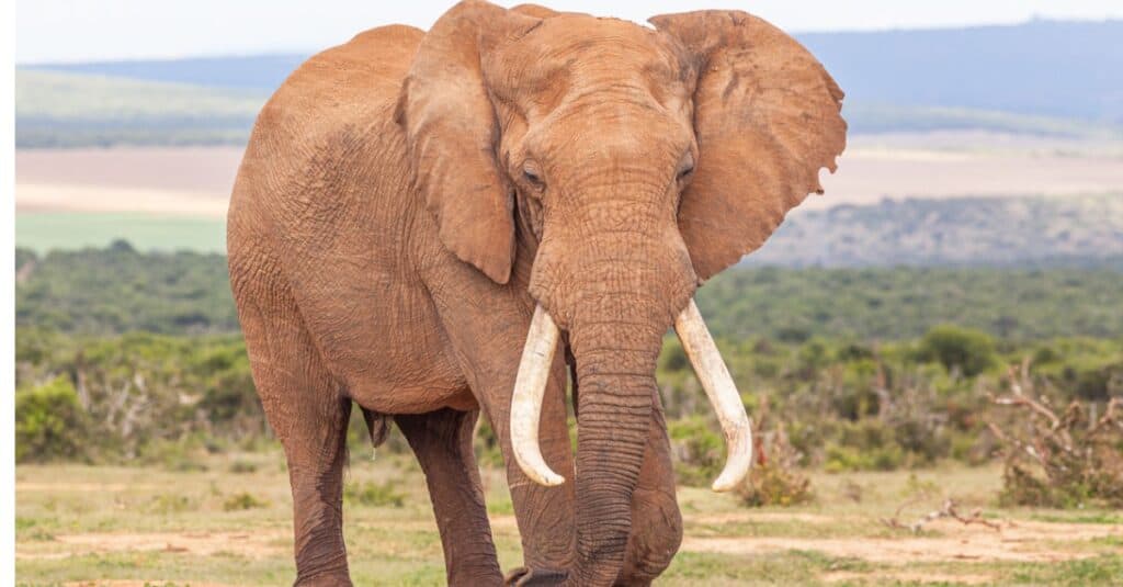 elefante da vicino in un campo