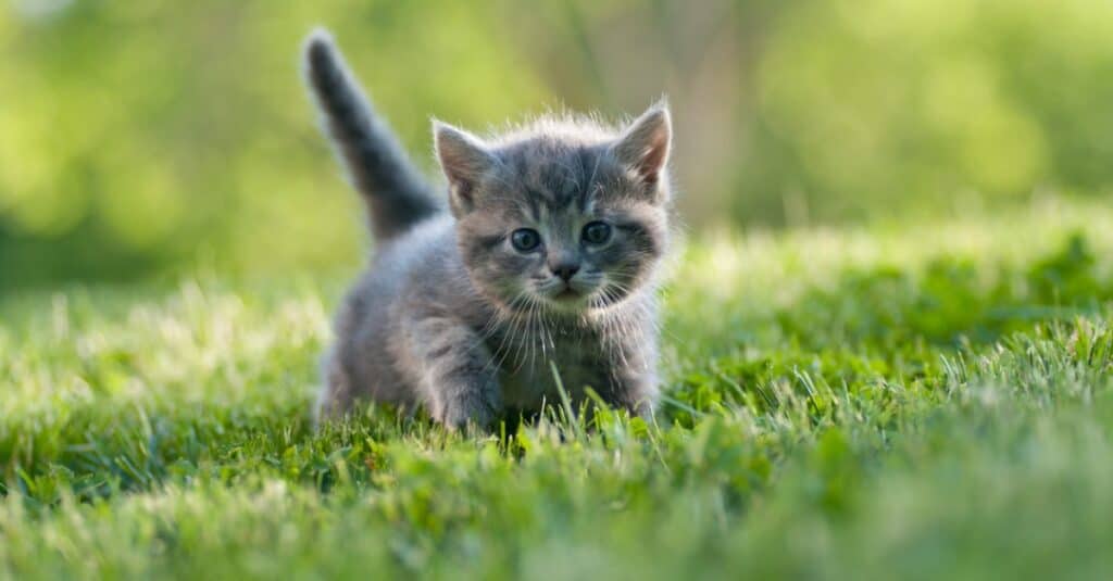 Quanto tempo vivono i gatti?