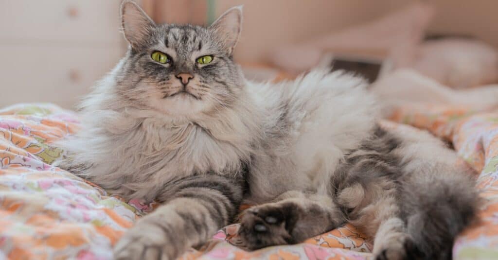 Quanto tempo vivono i gatti?