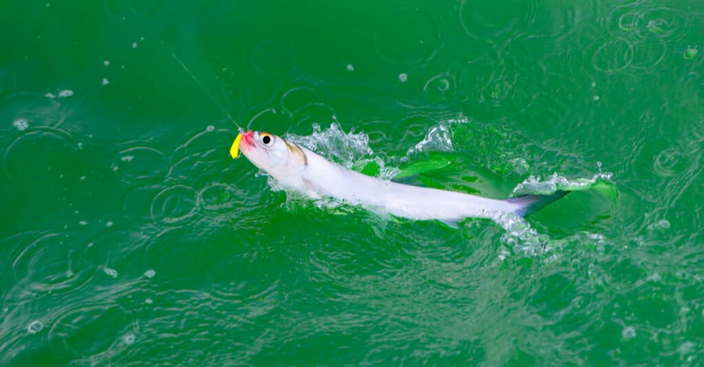 Cosa mangia Ladyfish - Ladyfish on line