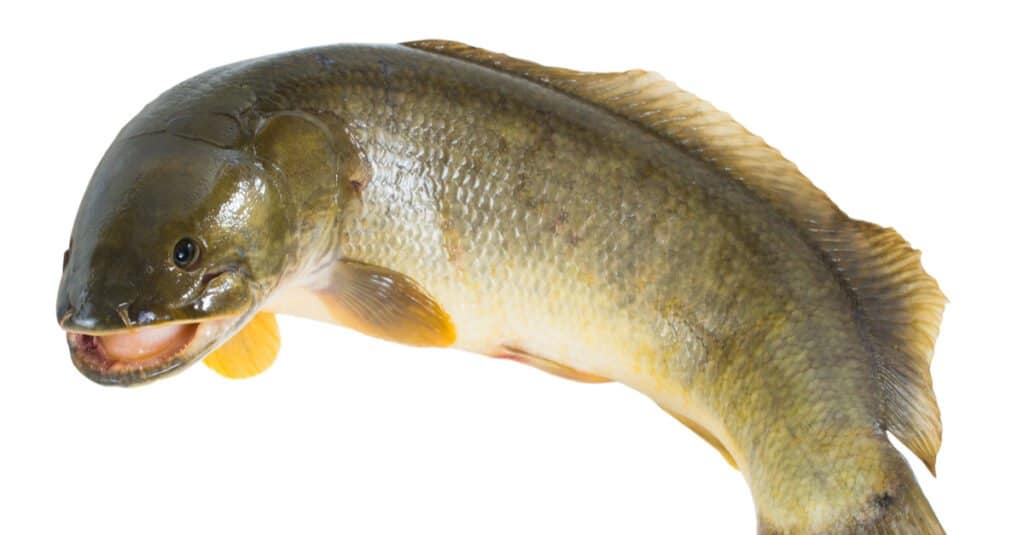 Bowfin Denti - Bowfin con la bocca aperta