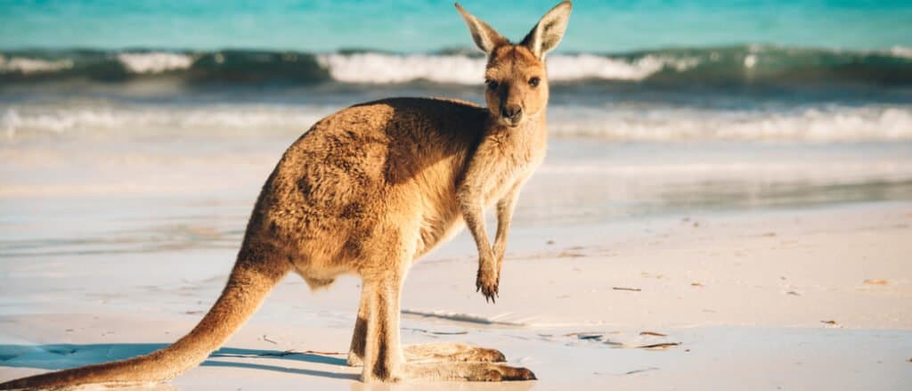 canguro sulla spiaggia