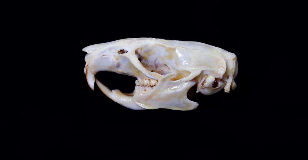 Denti di topo - Teschio di topo