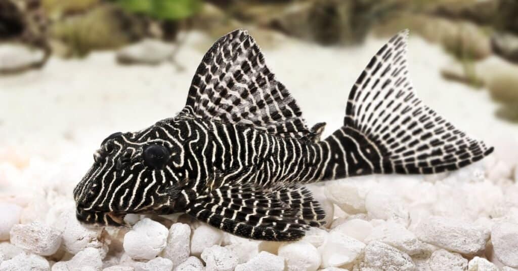 Cosa mangiano i Plecos - Queen Arabesque Pleco 