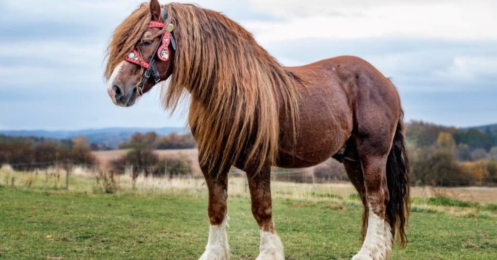 I cavalli più alti - Percheron