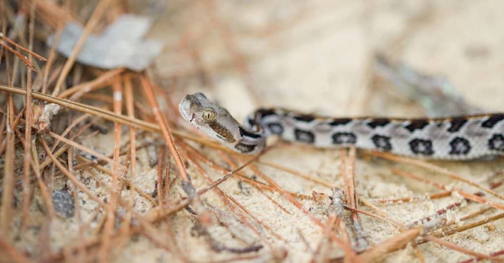 bambino serpente a sonagli che va in giro
