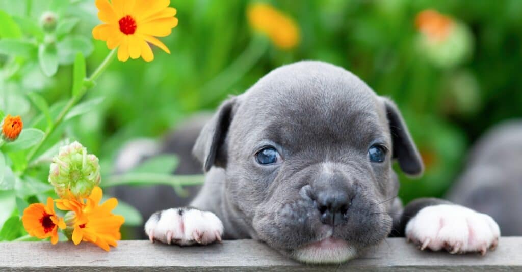 Cucciolo di bullo americano con due zampe sulla sporgenza