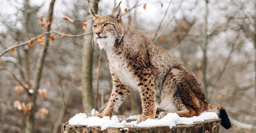 Canada Lynx seduto su un albero in una giornata di sole