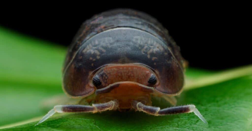 Cosa mangiano i Rolly Pollies 