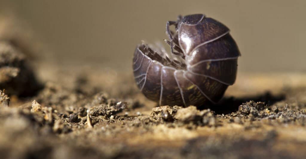 Cosa mangiano i Rolly Pollies (Pill Bugs) - Pill Bug arrotolato