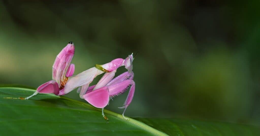 Mantide orchidea
