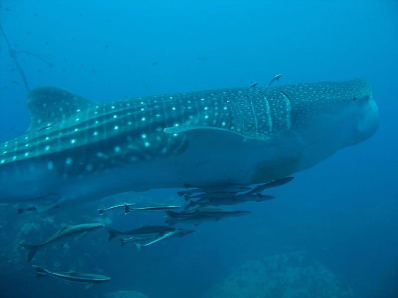 Squalo balena con pesce pulente