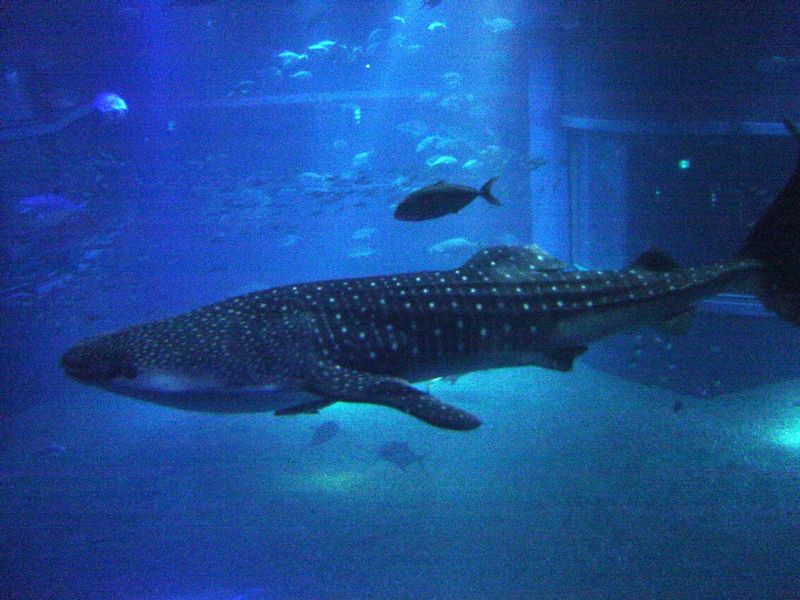 Squalo balena all'Acquario di Osaka