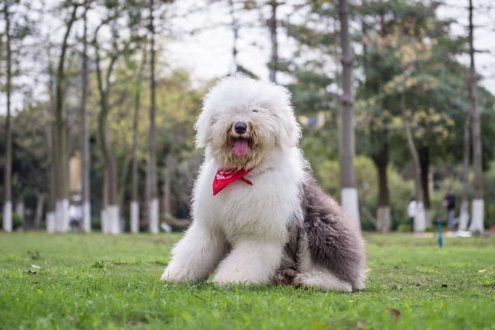 Old English Sheepdog con cravatta