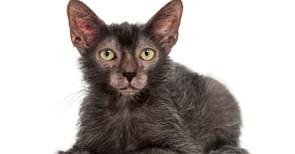 Il gatto più spaventoso - Lykoi