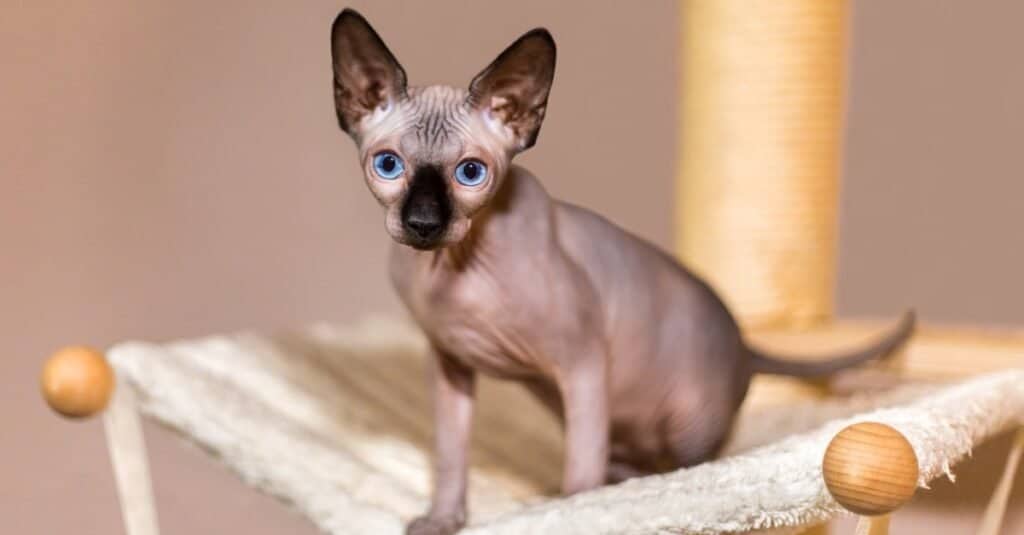 Il gatto più spaventoso è Sphynx