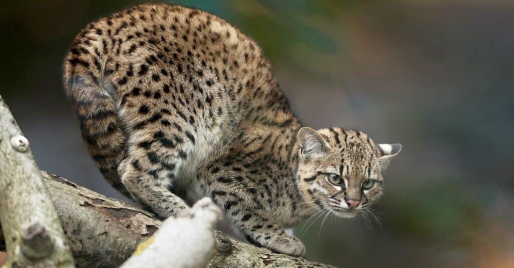 I gatti più spaventosi - Geoffroys Cat