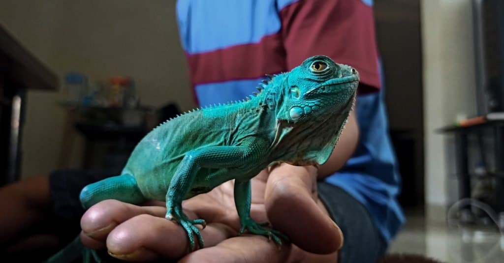 Un'iguana blu esotica del bambino in mano di una persona.