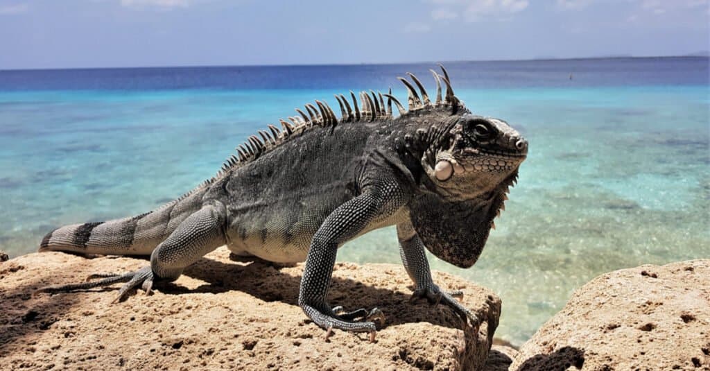 Le iguane più colorate - Iguana delle Antille minori