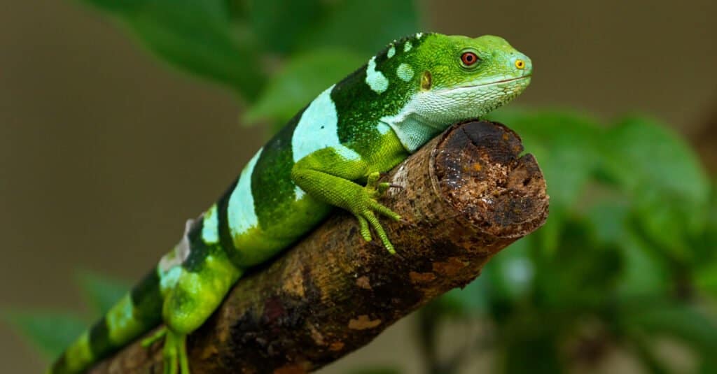 Le iguane più colorate - Iguana fasciata delle Fiji