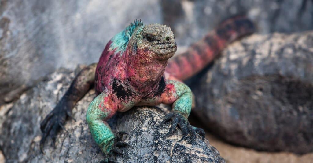 Iguane più colorate - Iguana marina spagnola