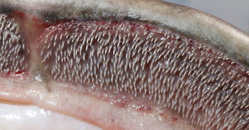 Denti di pesce gatto