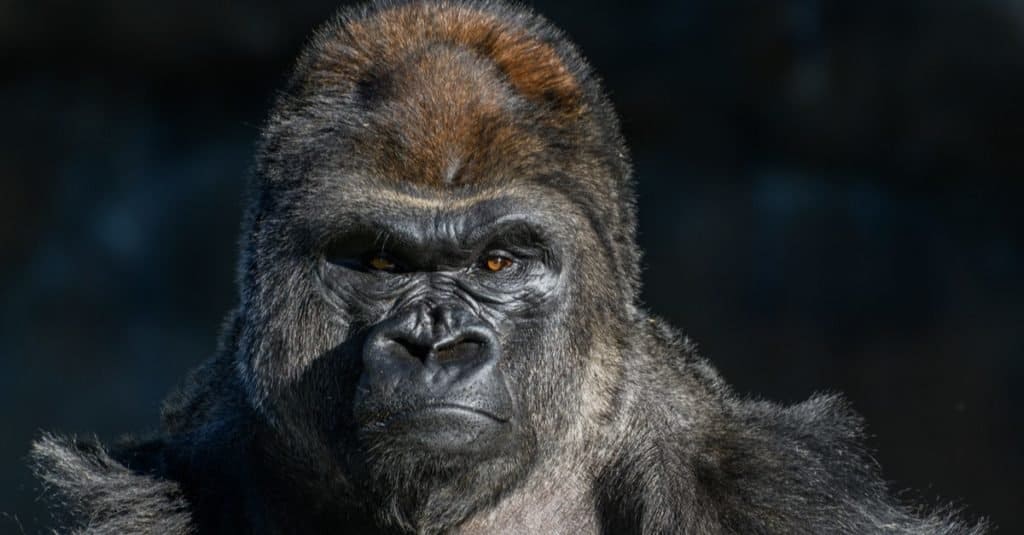 Gorilla di pianura occidentale con sguardo forte e arrabbiato sul viso