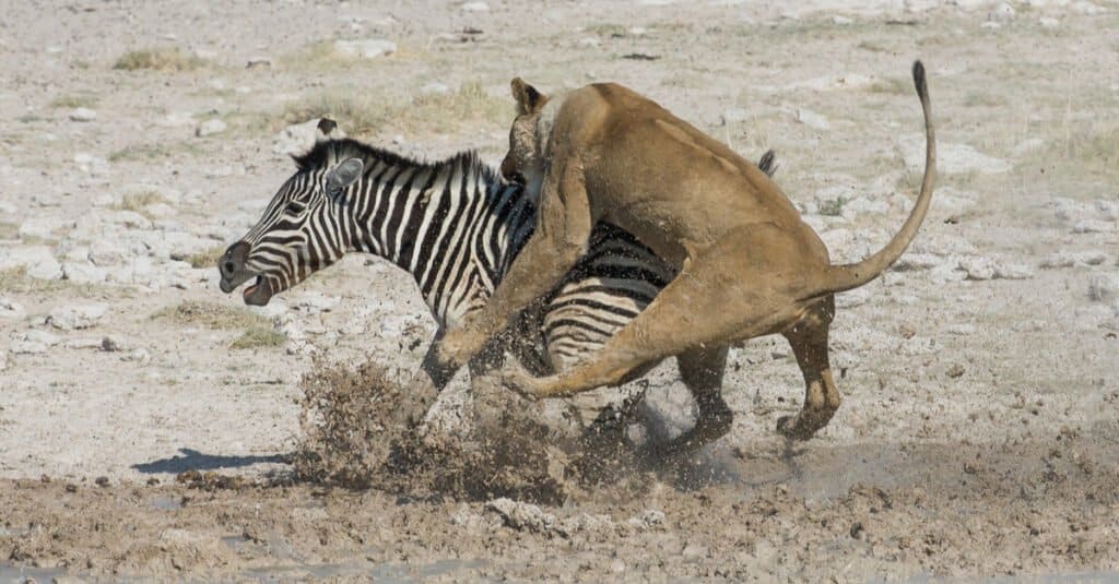 Cosa mangiano i leoni - zebra a caccia di leoni
