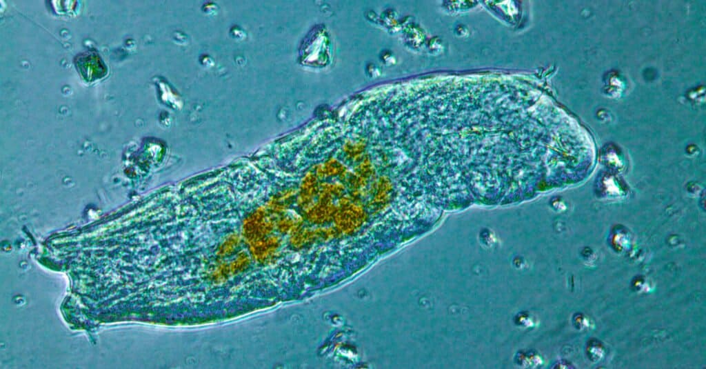 Cosa mangiano i tardigradi?