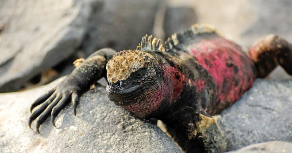 Galapagos Land Igauna - Iguana rosa