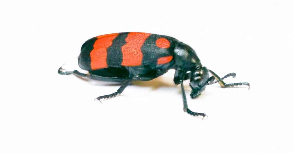 Scarabeo Blister rosso su sfondo bianco